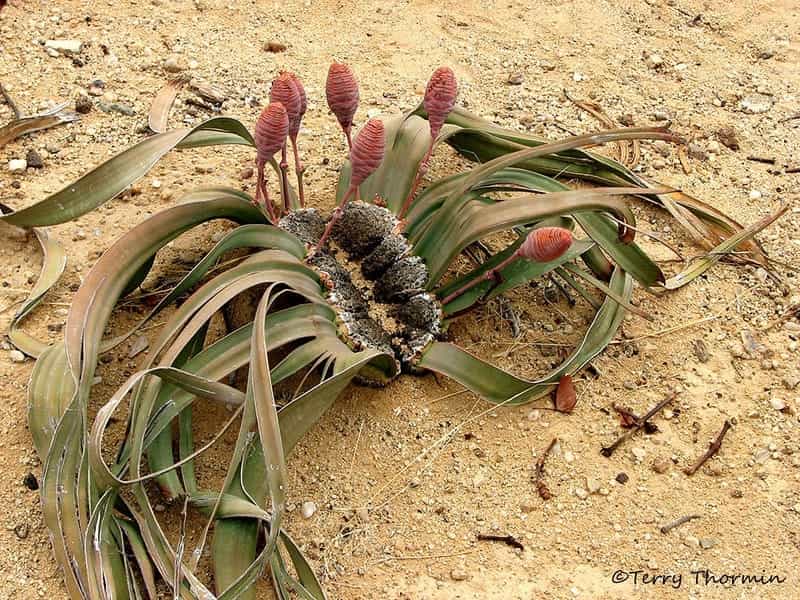 Welwitschia Mirabilis - female plant - Mapio.net