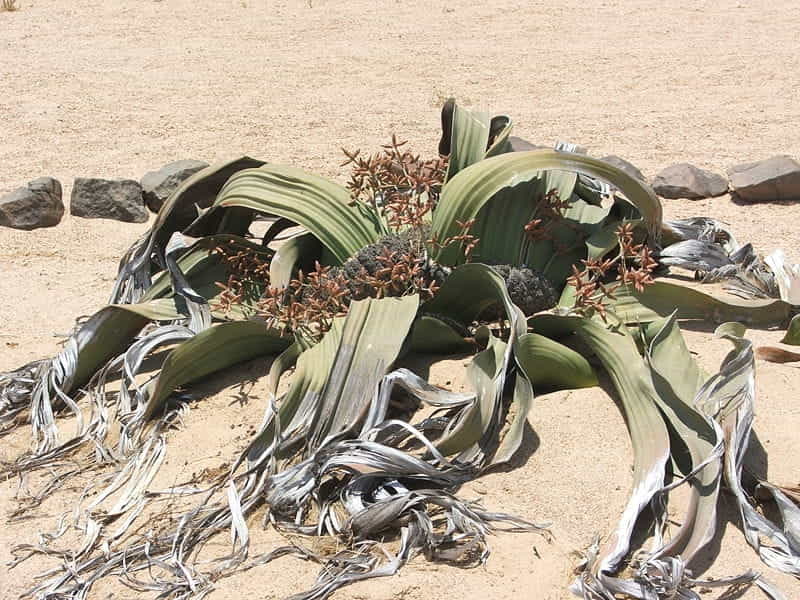 Welwitschia Mirabilis, Strange Old Prehistoric Desert Plant, Namibia Stock  Photo, Picture And Royalty Free Image. Image 96789304.