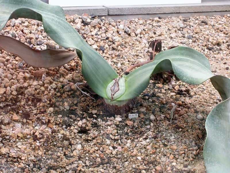 Welwitschia, plant with millennial life ahead - amazing.zone
