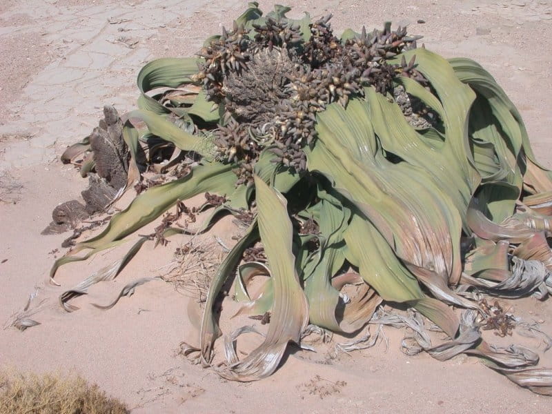 Welwitschia mirabilis - Bessey Greenhouse (Richard W. Pohl Conservatory)