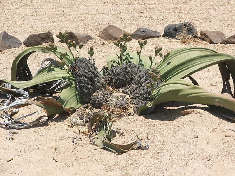 Welwitschia mirabilis (Tree Tumbo) - World of Succulents - Plants, Weird  plants, Unusual plants