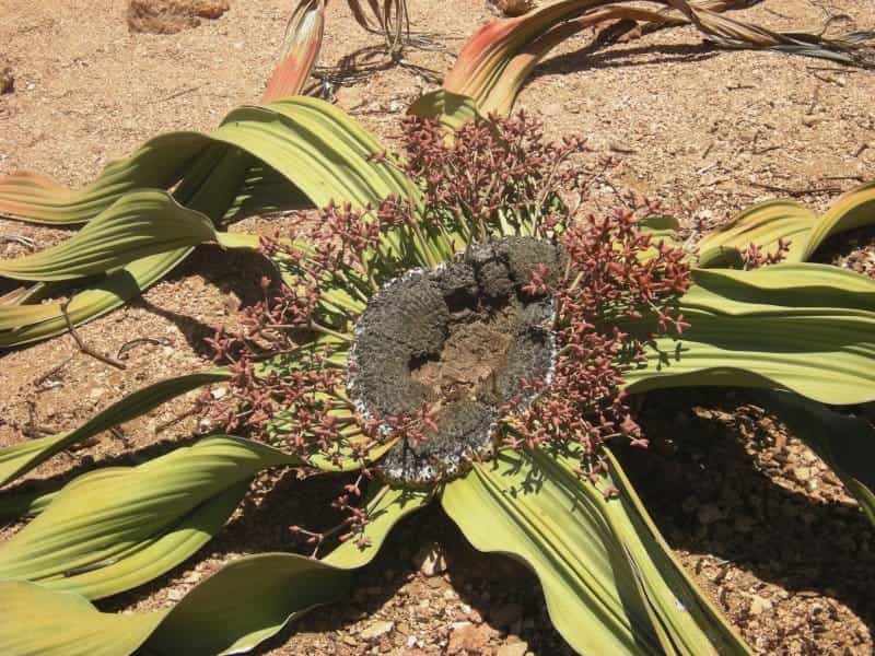 Welwitschia mirabilis Hook.f. - Plants of the World Online - Kew Science