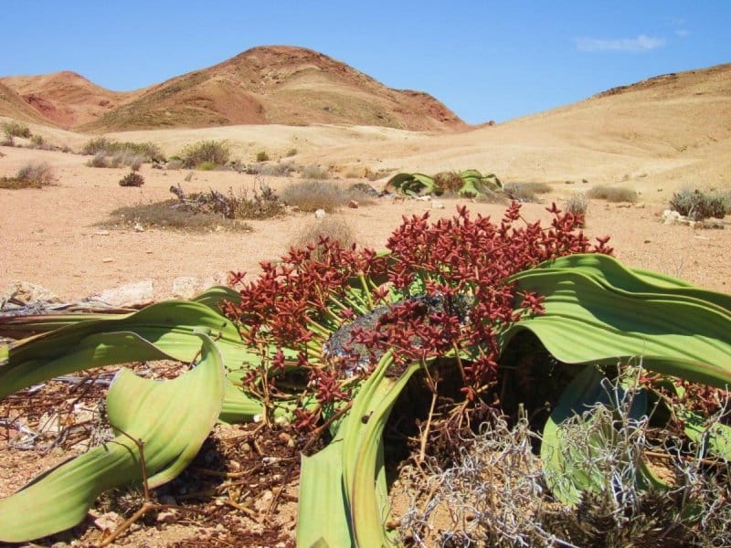 Welwitschia mirabilis Swakopmund Desierto Namib Namibia Africa Stock Photo  - Alamy