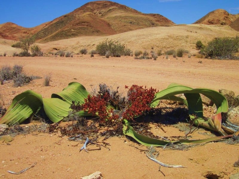 Welwitschia mirabilis plant in the desert, Namibe Province, Virei, Angola -  License, download or print for £71.55 - Photos - Picfair
