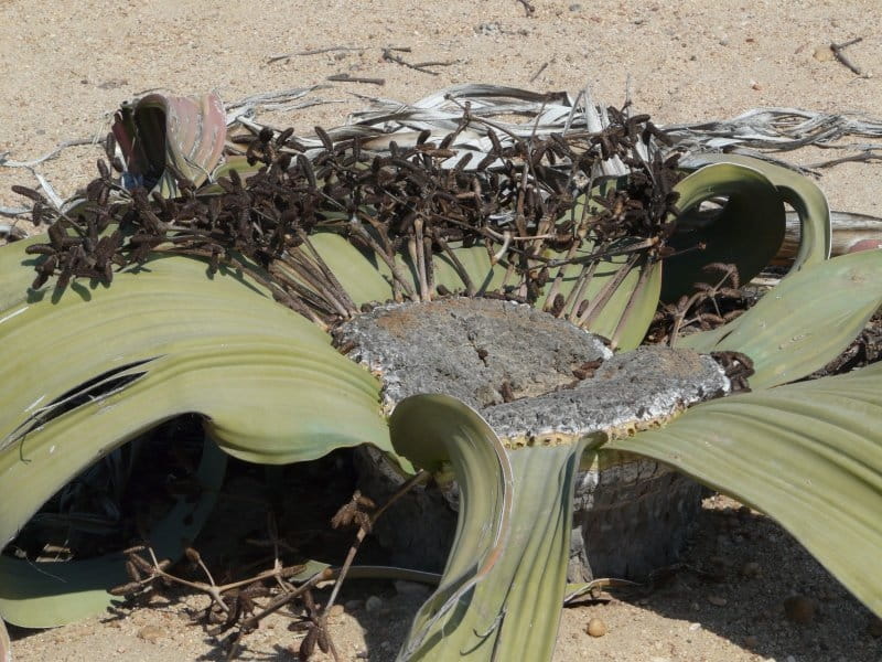 Welwitschia plant (Welwitschia mirabilis) Kunene region, Namibia, Africa,  May 2013 Stock Photo - Alamy