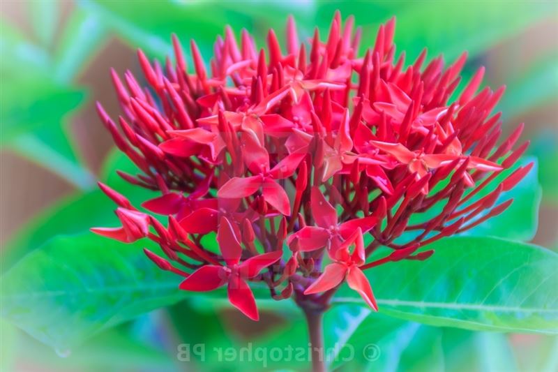 West Indian Jasmine : r/BotanicalPorn