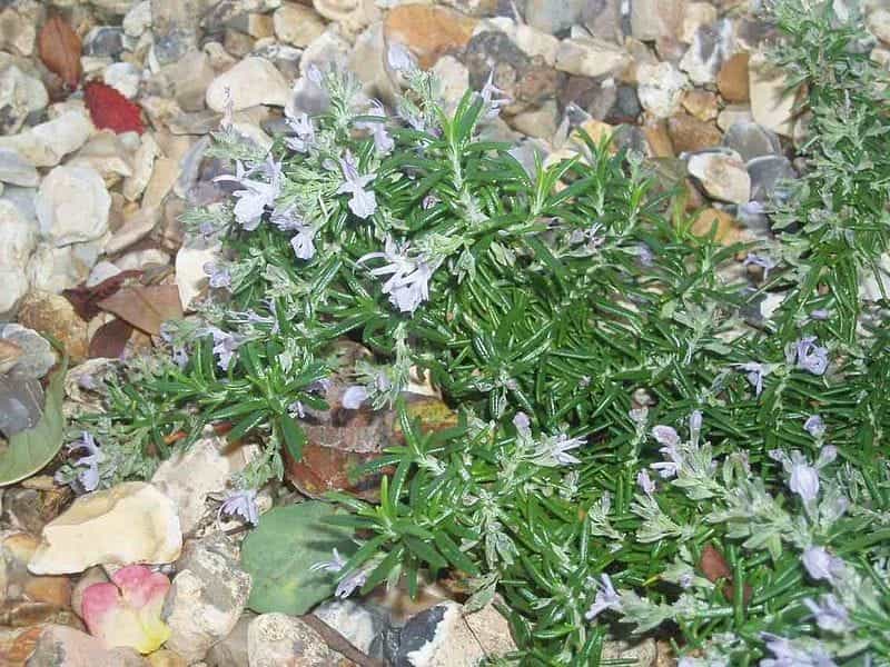Westringia fruticosa - Coast Rosemary - PlantMaster
