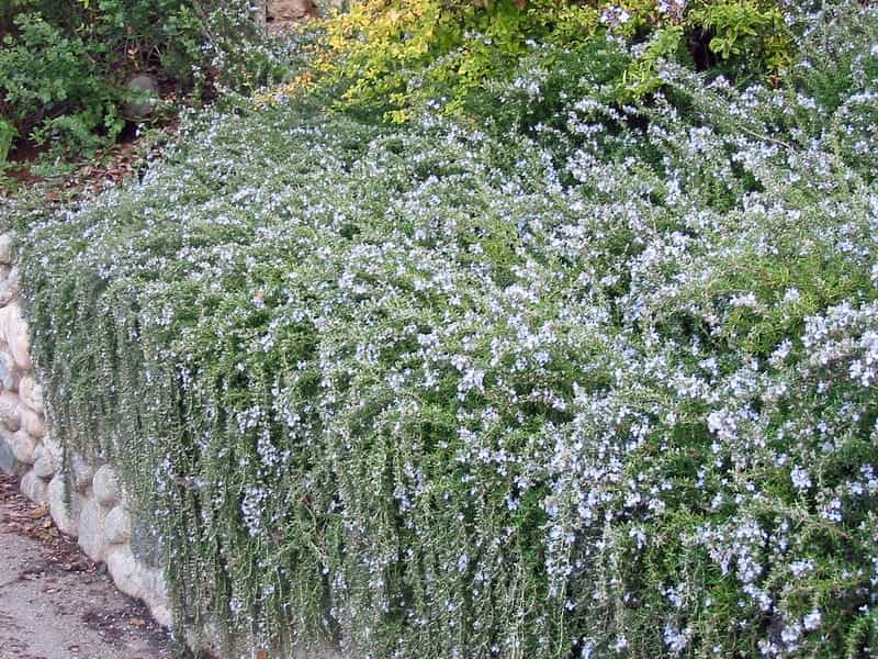 Westringia fruticosa – Coastal rosemary. Delv from mid Nov 2021 - Brenlissa  Online Nursery