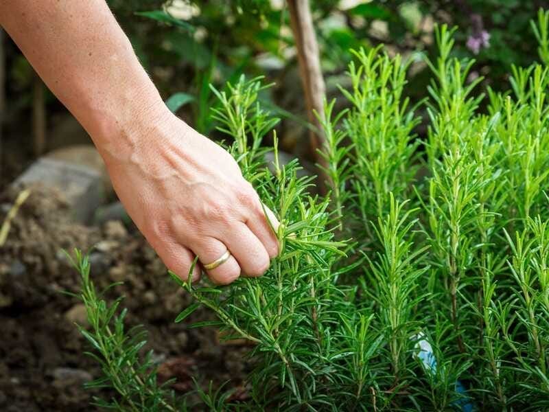 Westringia fruticosa 'Jervis Gem' – Coastal Rosemary - Gardening With Angus