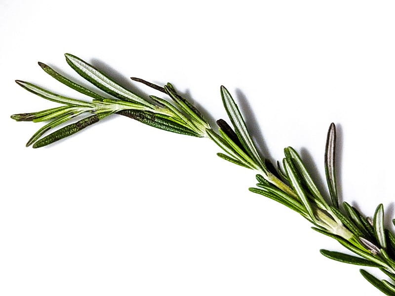 Westringia fruticosa 'Smokey' (Coastal Rosemary) – The Nursery Hub