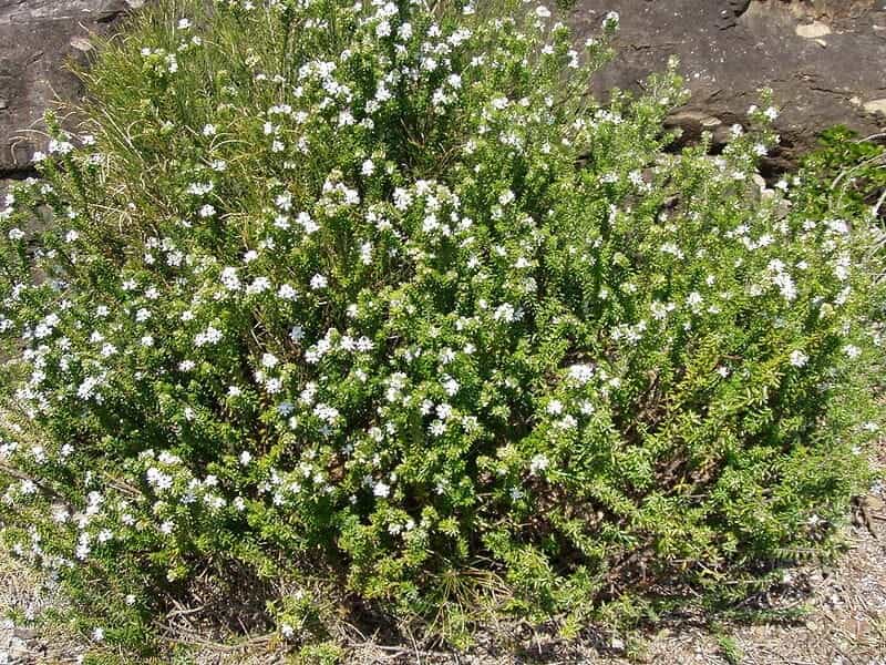 Westringia fruticosa 'Zena' – Coastal Rosemary - Gardening With Angus