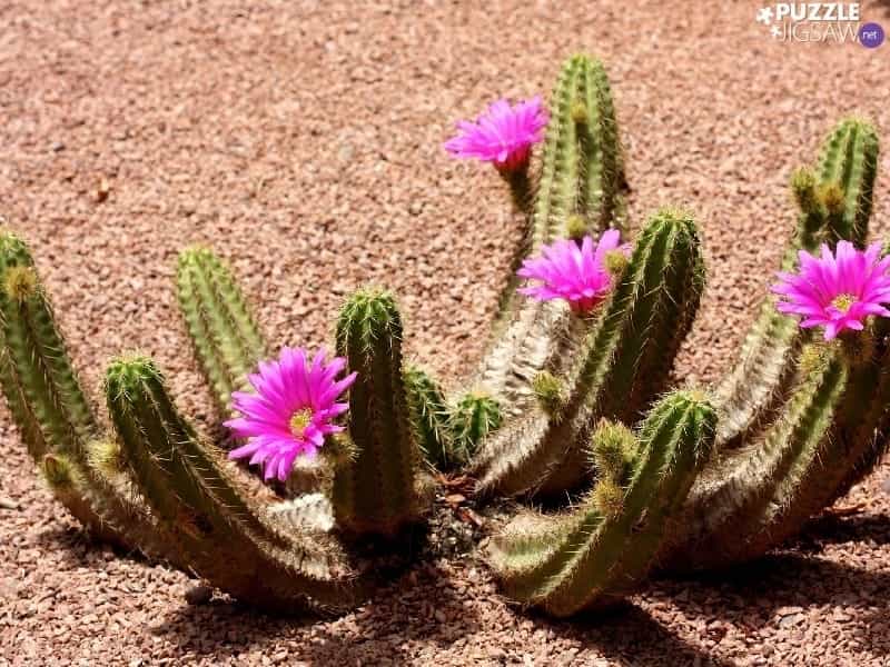 What Adaptations Does a Cactus Plant Have?