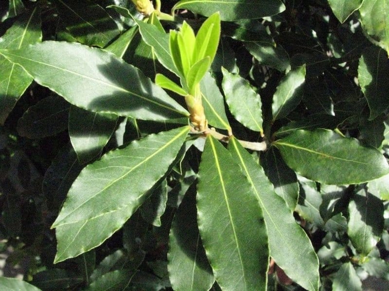 What Is A California Laurel: Growing California Bay Laurels