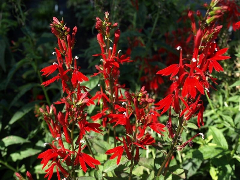 What Is A Cardinal Flower: Information About The Cardinal Wildflower Plant