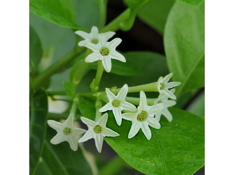What Is Night Blooming Jasmine: Tips For Growing Night Jasmine Plants