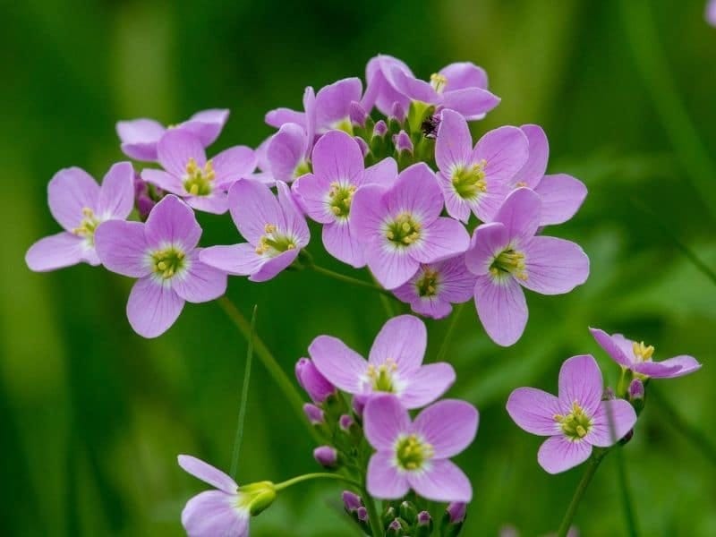 What is Cuckoo Flower? - YouTube