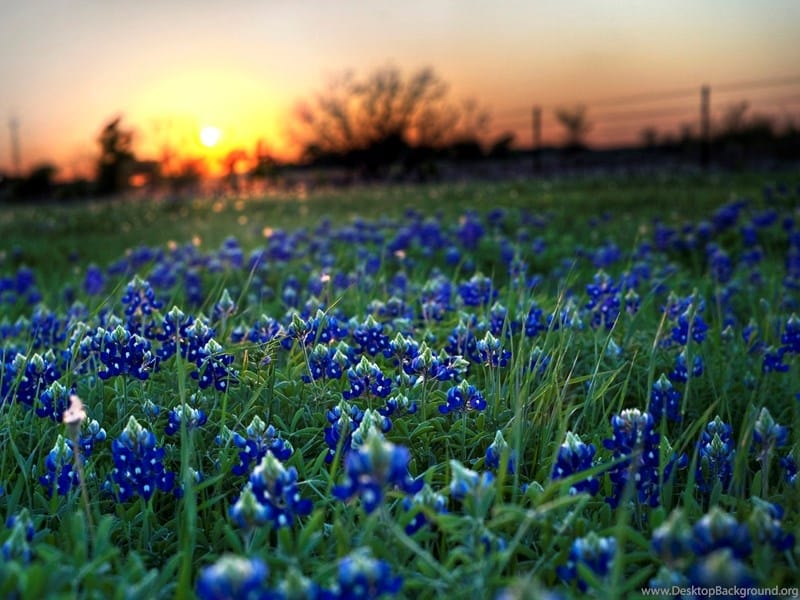 Where to Find the Best Bluebonnets in 2019 — Jason Weingart Photography