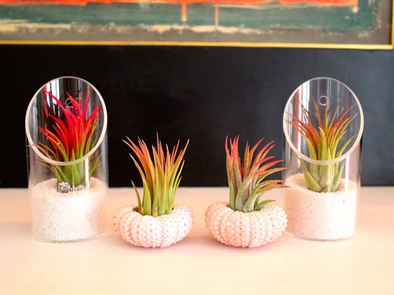 Where to Grow your Air Plants - 10 Quick and Easy Ideas