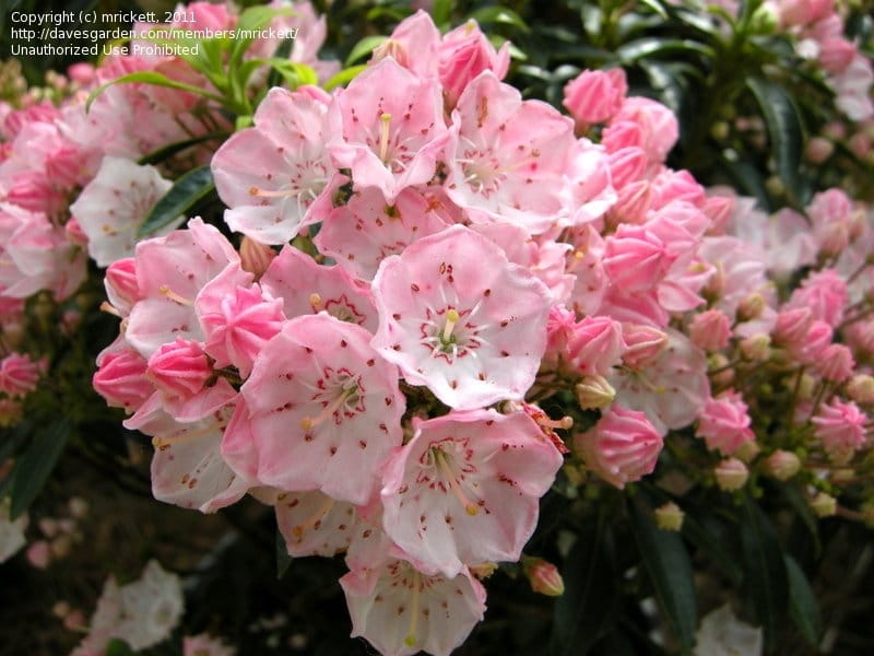 Where to See Mountain Laurel in the Laurel Highlands