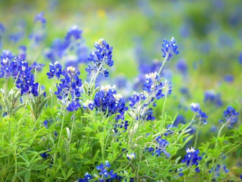 Where to Take Bluebonnet Photos in Fort Worth