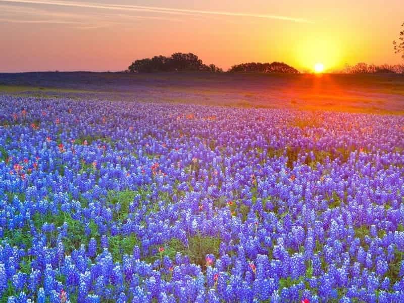 Where to Take Pictures of Bluebonnets in Texas – It's Not Hou It's Me