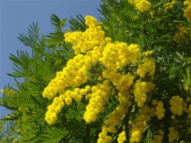 White Acacia Flower Closeup (Robinia Pseudoacacia). Acacia Tree Bloom Stock  Photo, Picture And Royalty Free Image. Image 79558854.