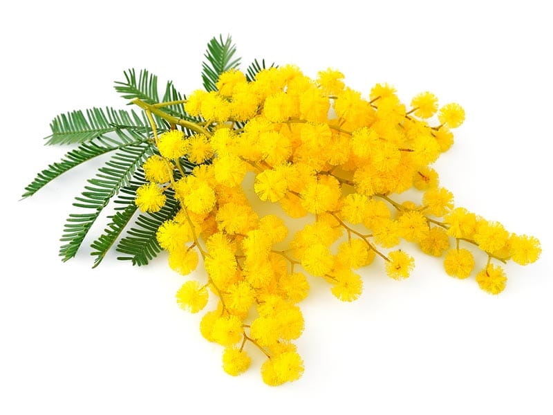 White Acacia, flowers – Dried Fruits