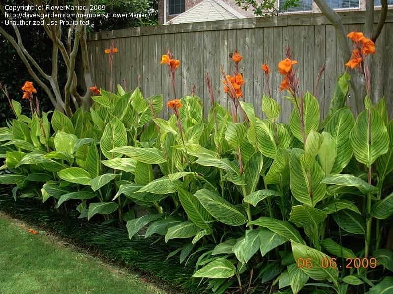 White Canna Lily Seeds - Garden Flower Seeds