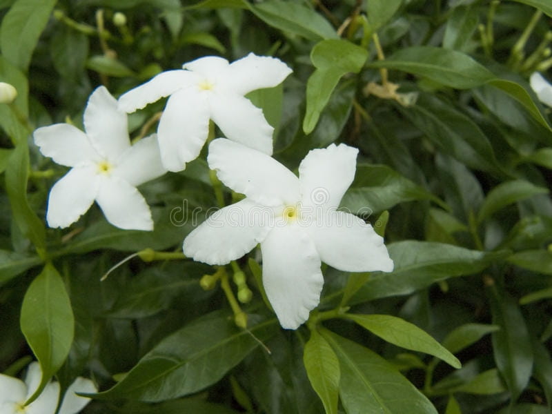 White Crape Jasmine Image  Photo (Free Trial) - Bigstock