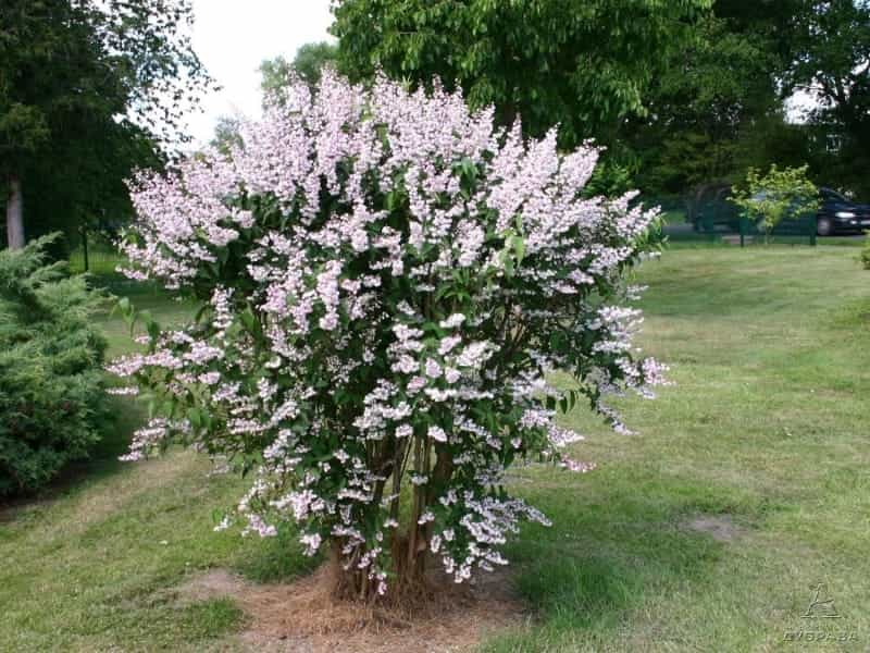 White Flowers Of A Deutzia Scabra Bush. Stock Photo, Picture And Royalty  Free Image. Image 124977907.