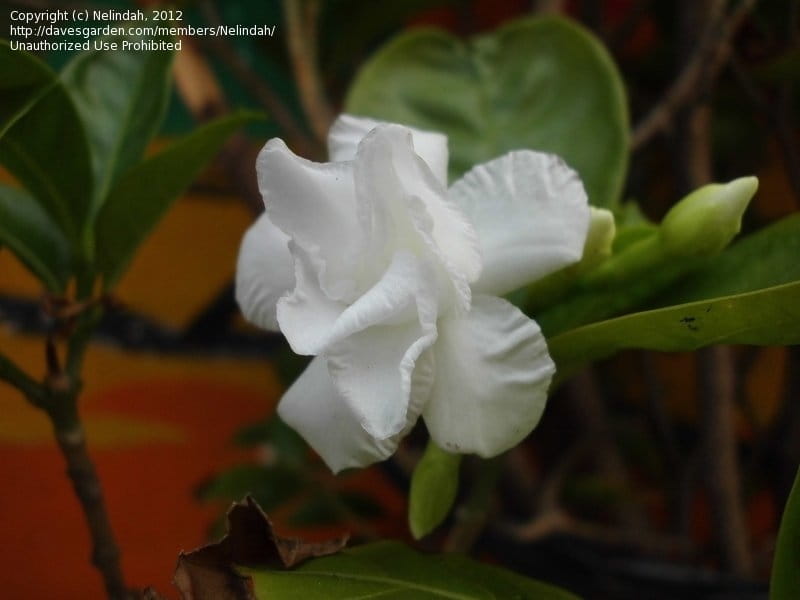 White Flowers Tabernaemontana Divaricata Commonly Called Pinwheel Flower Crape  Jasmine Stock Photo by ©eugenesergeev 536216814