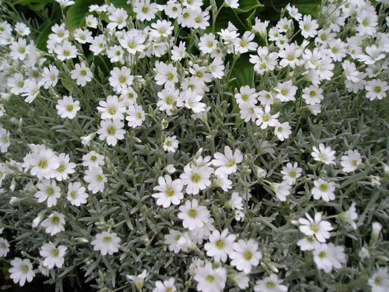 White Flowers of Cerastium Tomentosum in May Stock Photo - Image of flora,  ornamental: 183413264