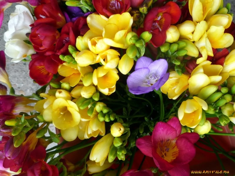 White Freesia Flowers And Buds Isolated On White Background Stock Photo,  Picture And Royalty Free Image. Image 96532442.