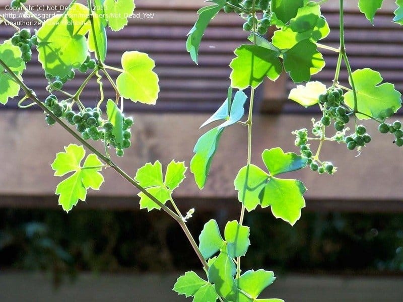 White Wall Covered With A Grape Ivy Stock Photo, Picture And Royalty Free  Image. Image 40937989.