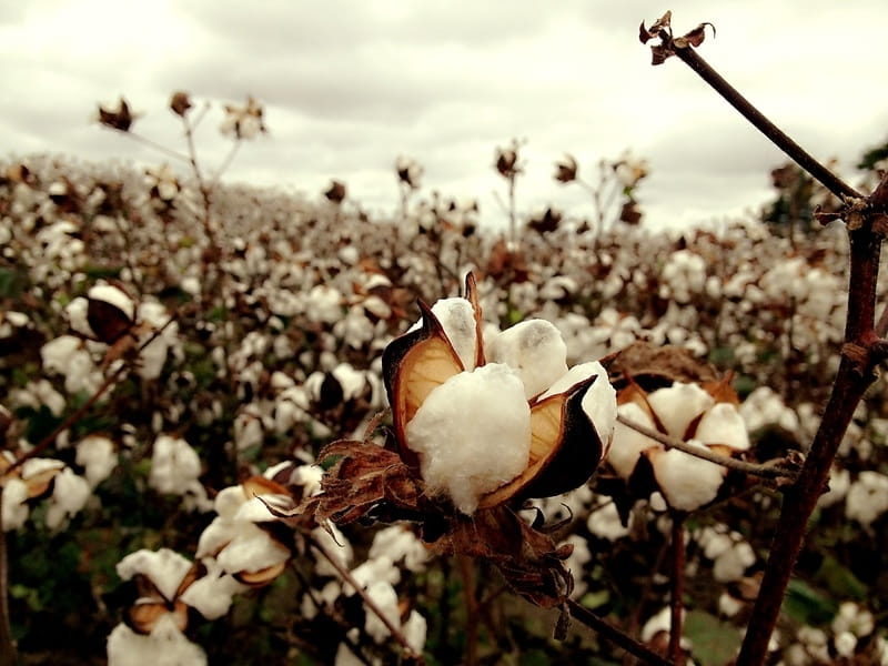 White cotton flower - All flowers name, Nature photos, Flowers