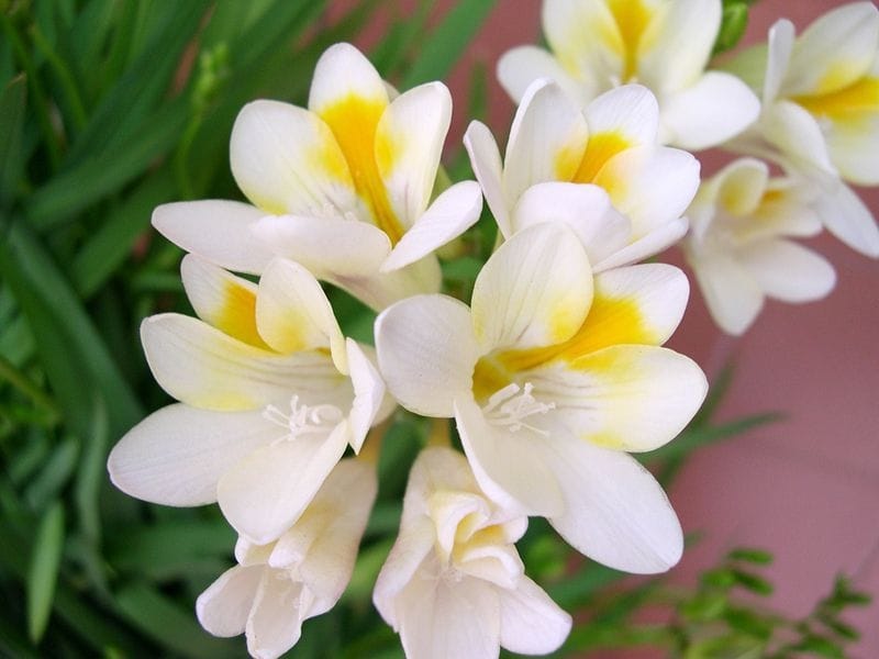 White freesia flowers in decorative bottles - stock photo - Crushpixel