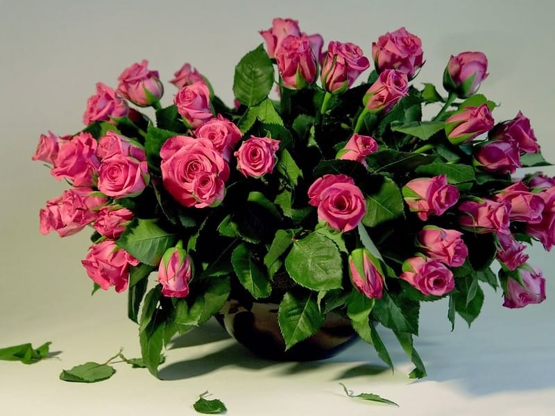 White rose of wallpaper stock image. Image of rose, flower - 170440667