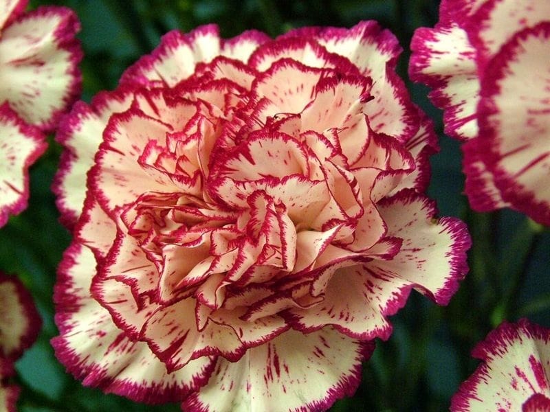 Wholesale Burgundy Carnations - Bulk Flower Delivery USA