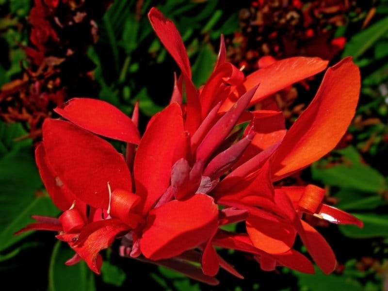 Why Canna lilies are enjoying resurgence - Chatham This Week