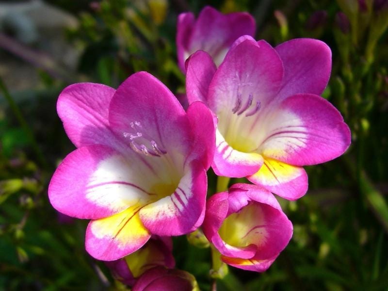 Why Won't My Freesia Bloom - Reasons For Freesias Not Flowering
