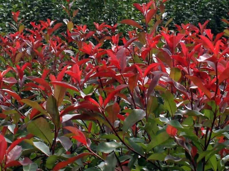 Why You Should Plant Red Tip Photinias In Your Yard