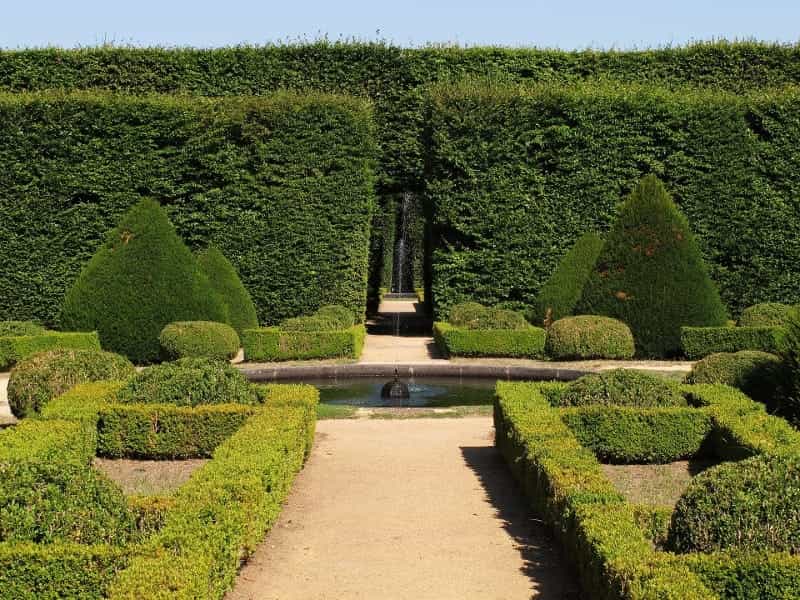 Why are some of these Yew bushes dying? - Gardening  Landscaping Stack  Exchange
