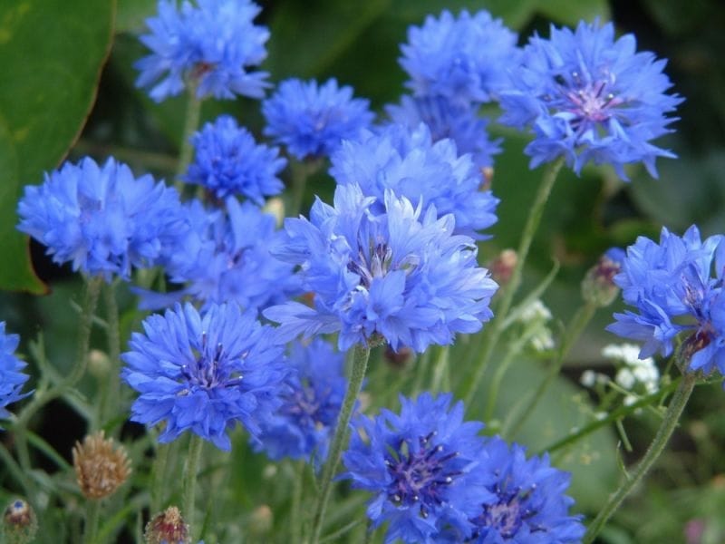 Wild Cornflower - Sarah Raven