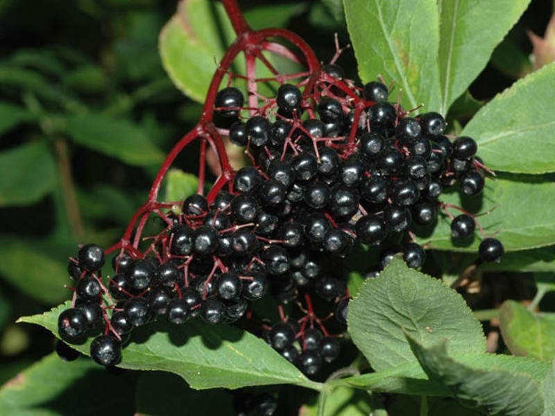 Wild Elderberry, Sambucus canadensis - American Meadows