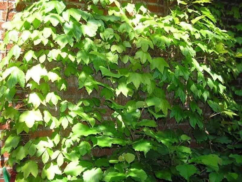 Wild Grape Ivy on the Wall of Cobblestones. Stock Photo - Image of growth,  brick: 144400070