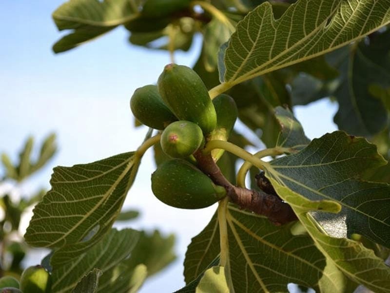 Wild figs are common free image download