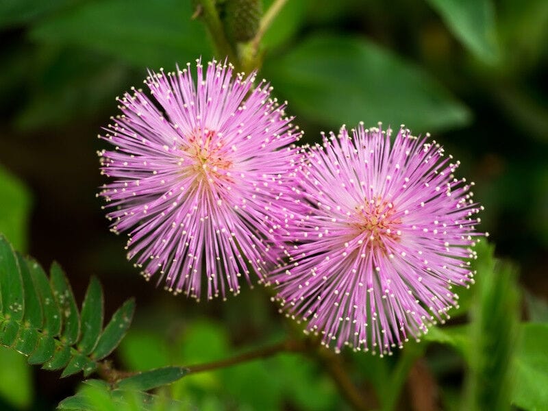 Wild sensitive plant (Plants of Overton Park#39;s Old Forest, Memphis, TN)  · iNaturalist