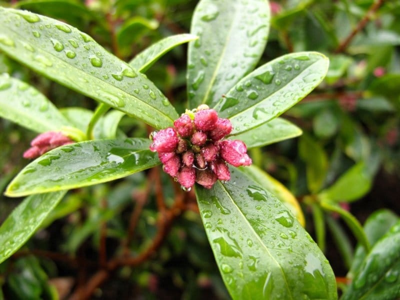 Winter daphne flowers stock photo. Image of daphne, evergreen - 173365454