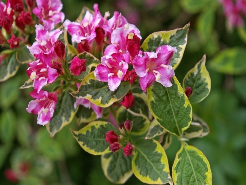 Winter flowering shrubs bundle - Emerald Plants