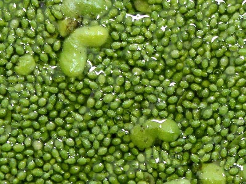 Wolffia Arrhiza Watermeal Duckweed Starter Culture - Fair Dinkum Seeds